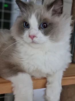랙돌, 이름 렉돌