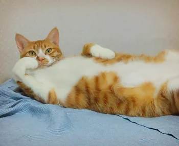 코리안숏헤어, 이름 한국 고양이