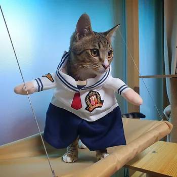 코리안숏헤어, 이름 한국 고양이
