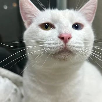 코리안숏헤어, 이름 한국 고양이
