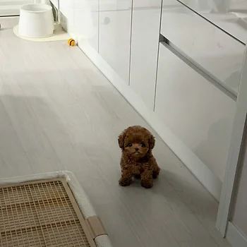 푸들, 이름 토이푸들