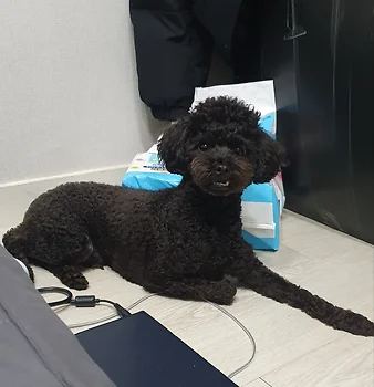 푸들