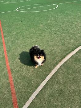 포메라니안
