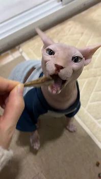 스핑크스