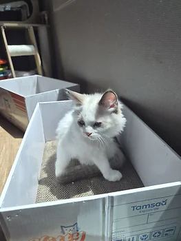 랙돌