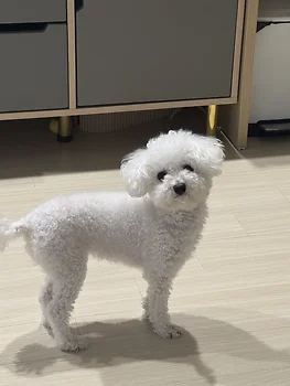 푸들, 이름 토이푸들
