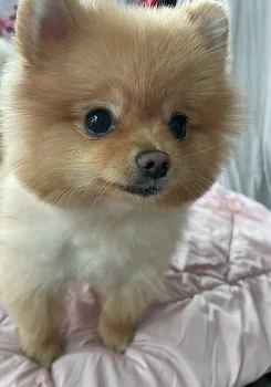 포메라니안