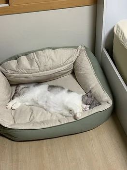 브리티쉬 스코티쉬 믹스