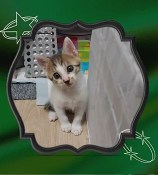 코리안숏헤어, 이름 한국 고양이