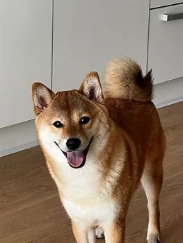 시바견