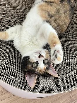 코리안숏헤어, 이름 한국 고양이