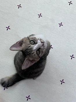 코리안숏헤어, 이름 한국 고양이