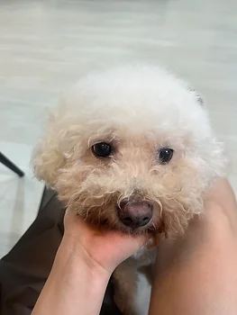 비숑프리제