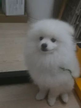 재패니즈스피츠, 이름 저패니즈스피츠