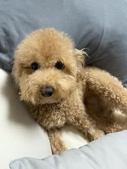 말티푸