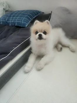 포메라니안