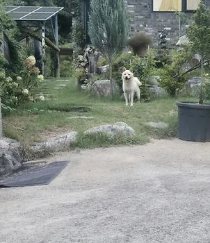 시바견