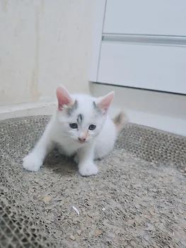 코리안숏헤어, 이름 한국 고양이