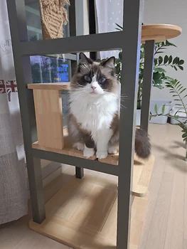랙돌, 이름 렉돌