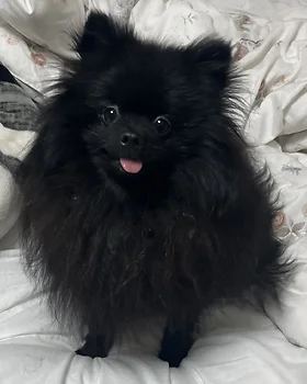 포메라니안