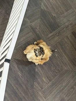 시츄