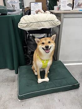 시바견