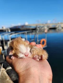 코리안숏헤어, 이름 한국 고양이