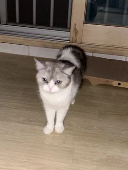브리티쉬숏헤어