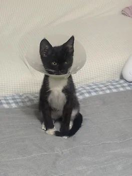 코리안숏헤어, 이름 한국 고양이