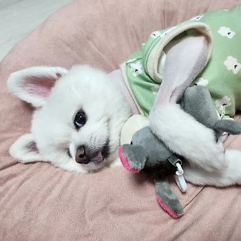 포메라니안