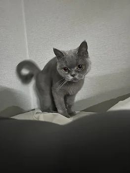 브리티쉬숏헤어