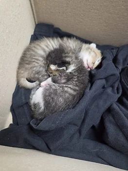 코리안숏헤어, 이름 한국 고양이