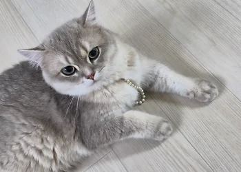 브리티쉬숏헤어