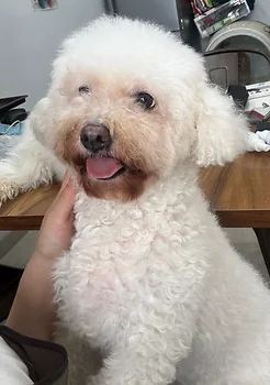 비숑프리제