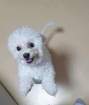 비숑프리제