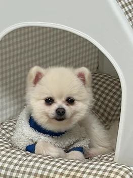 포메라니안