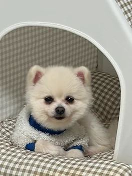 포메라니안