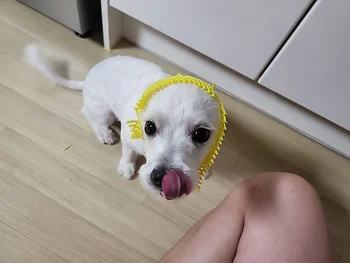 말티즈