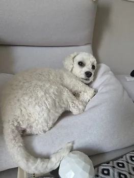 비숑프리제