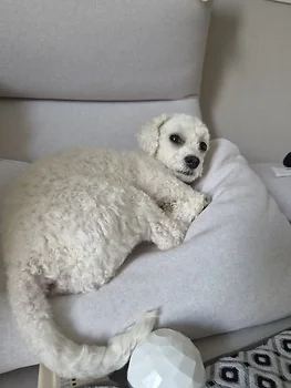 비숑프리제