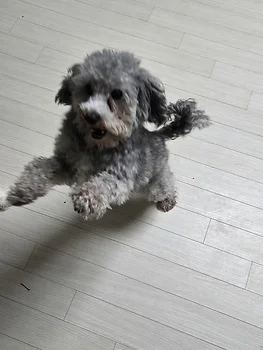 말티푸