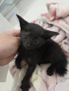 코리안숏헤어, 이름 한국 고양이