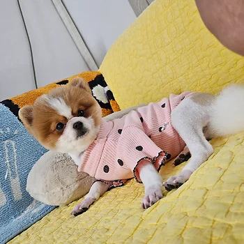 포메라니안