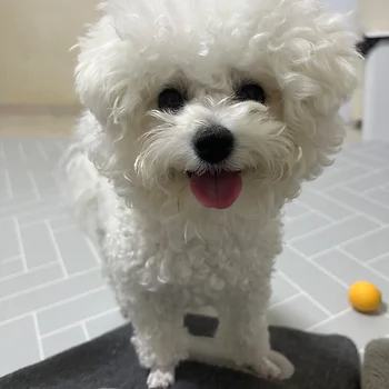 비숑프리제