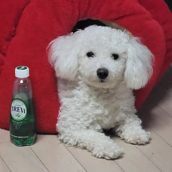 스탠다드 푸들