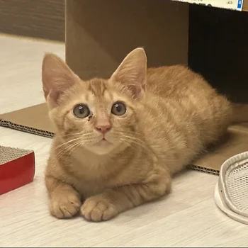 한국 고양이