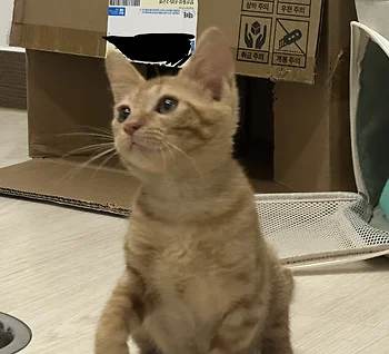 코리안숏헤어, 이름 한국 고양이
