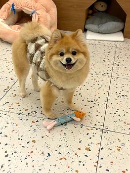 포메라니안