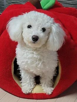 푸들