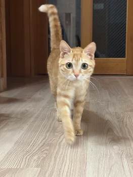코리안숏헤어, 이름 한국 고양이